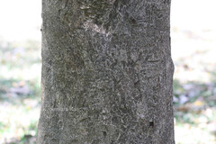 Hydnocarpus anthelminthicus